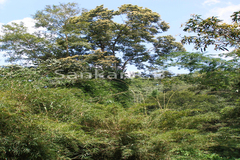 Terminalia alata